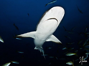 The large packs of Reef Sharks that patrol the reefs off ... by Steven Anderson 